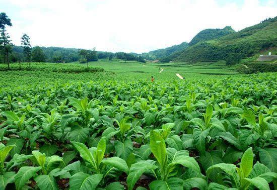 云南农产品走俏东南亚 去年对东盟出口额达168.7亿